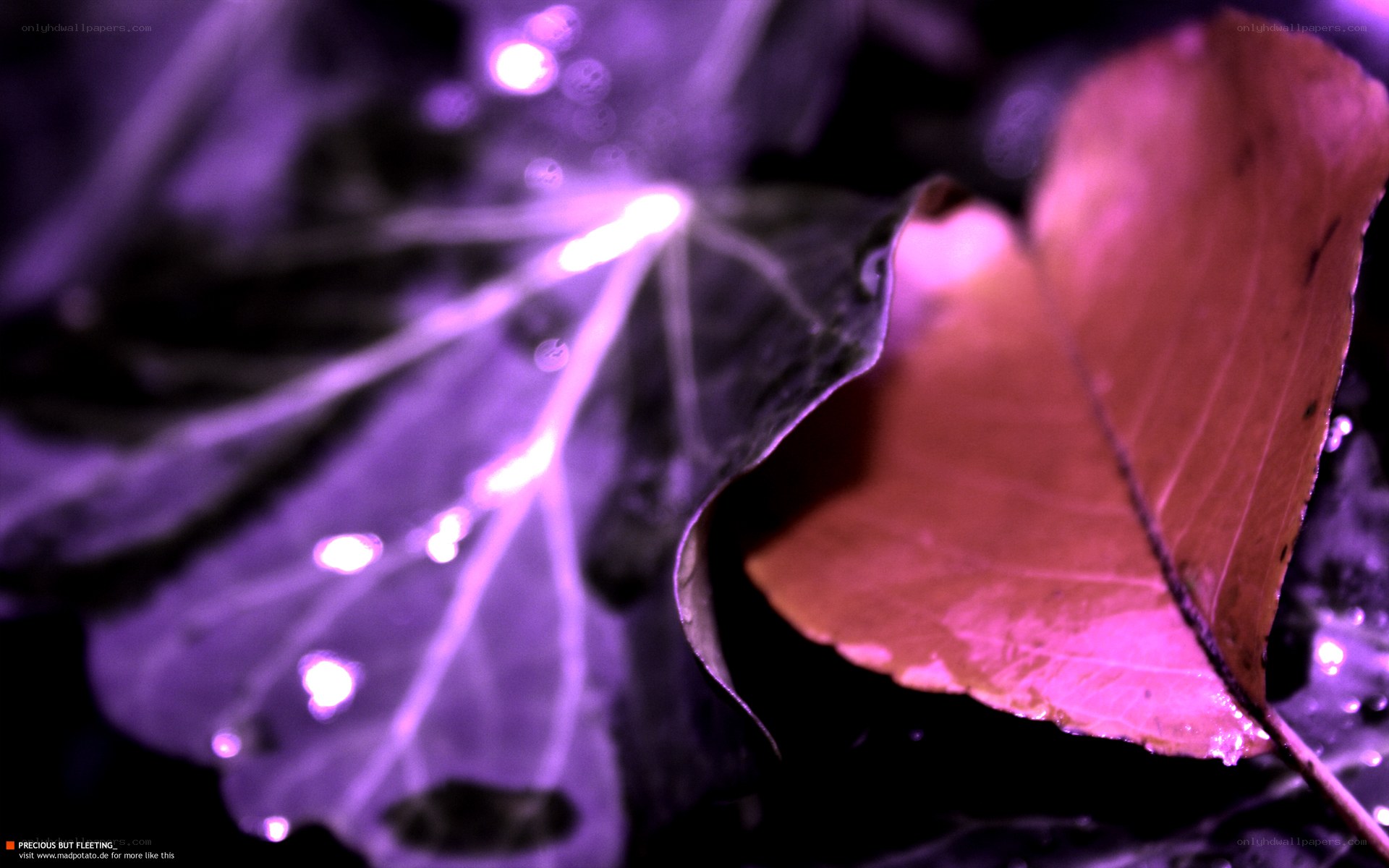 Purple leaf with water droplets