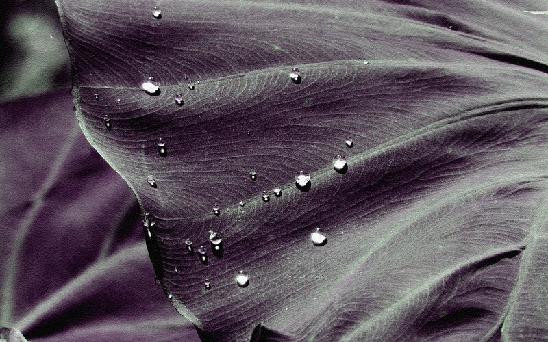 Purple Leaf with Water Droplets — Calm, Photograph, Water Droplets