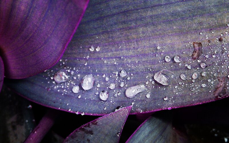 Purple Leaf with Water Droplets — Calm