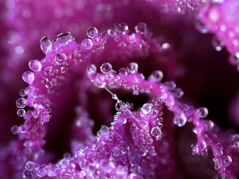 Purple Leaf with Water Droplets — Detailed
