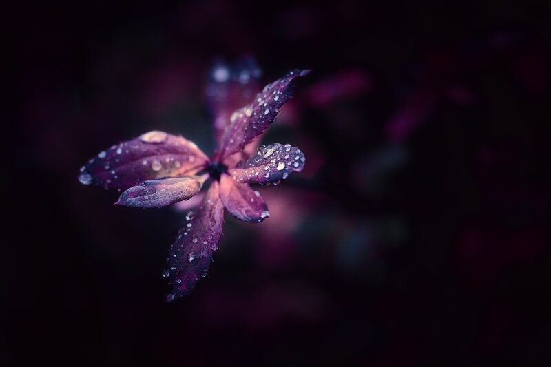 Purple Leaf with Water Droplets — Dramatic, Night