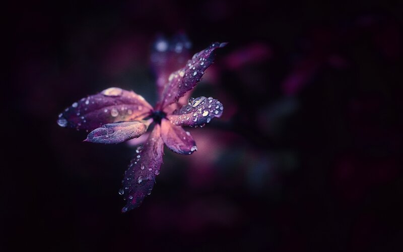 Purple Leaf with Water Droplets — Dramatic