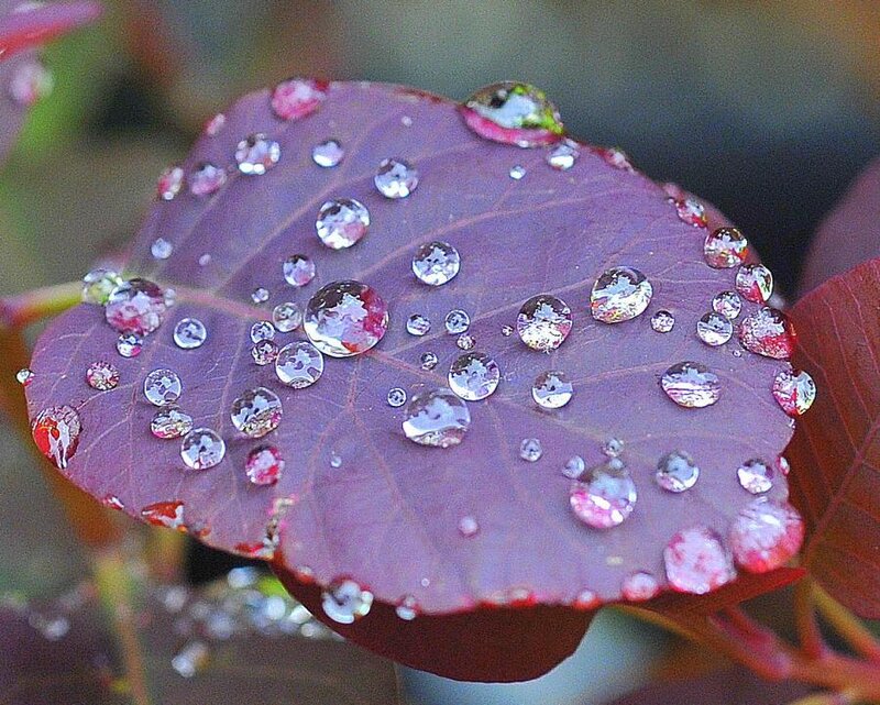 Purple Leaf with Water Droplets — Serene, Morning