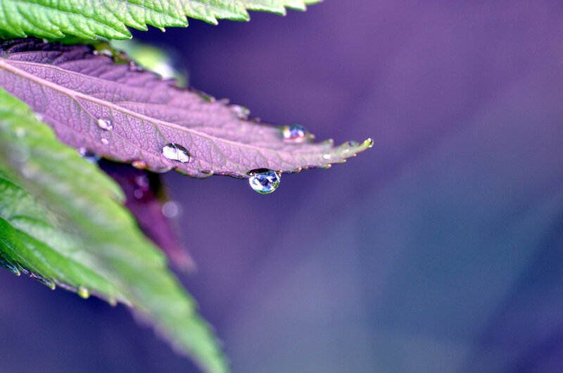 Purple Leaf with Water Droplets — Serene, Photograph, Green Leaves