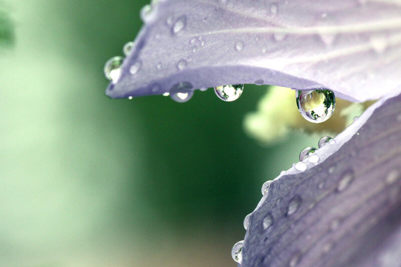 Purple Leaf with Water Droplets — Serene, Photograph