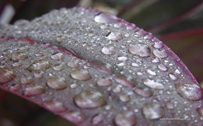 Purple Leaf with Water Droplets — Serene