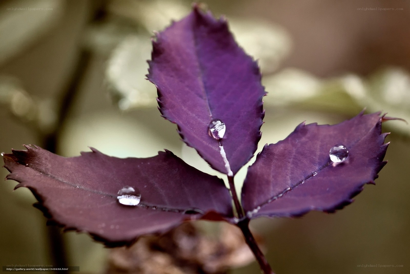 Purple leaf with water droplets