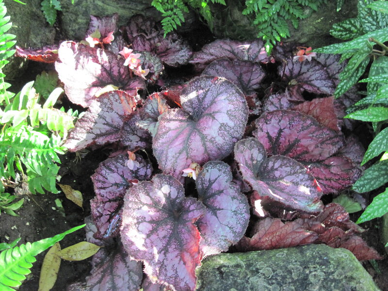 Purple-leafed Begonia Plant — Purple, Natural