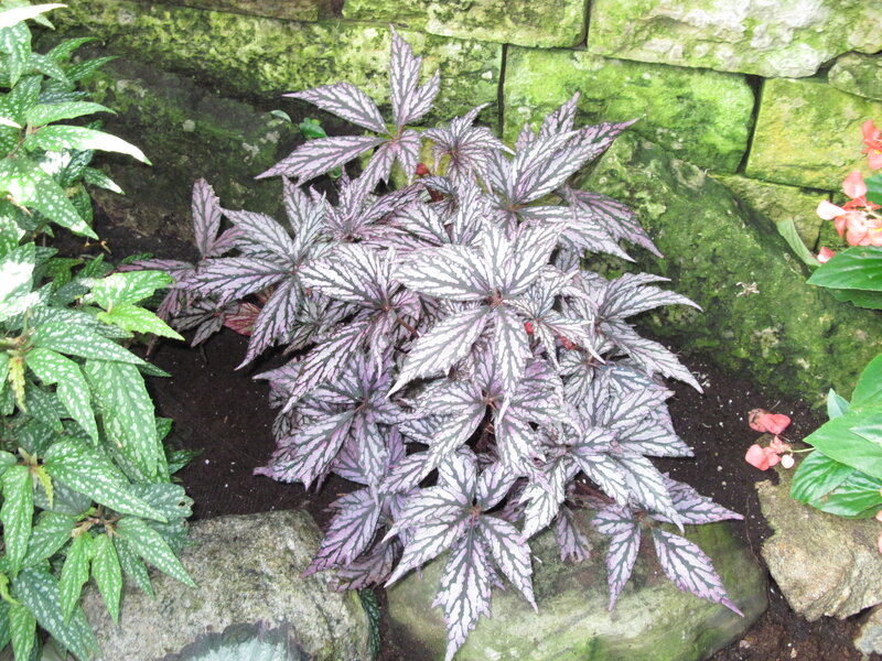 Purple-leafed Begonia Plant — Purple
