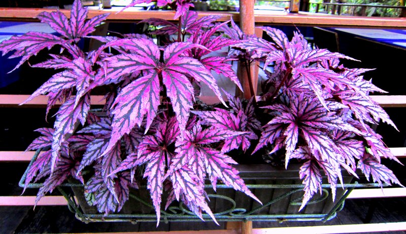 Purple-leafed Begonia Plant