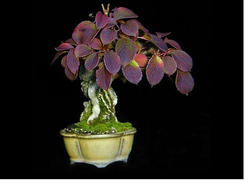 Purple-leafed Bonsai Tree