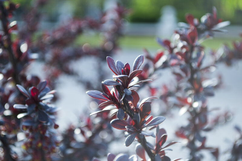 Purple-leafed Bush — Purple, Serene
