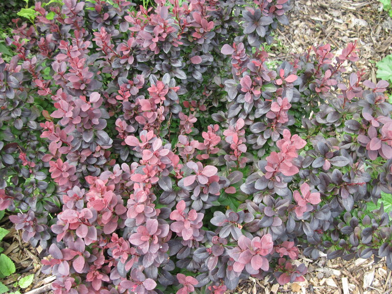Purple-leafed Bush — Purple