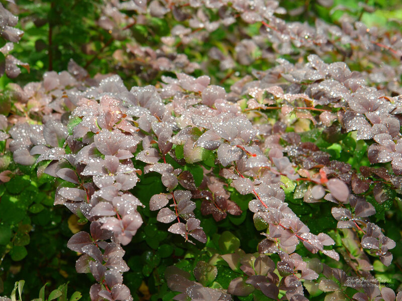 Purple-leafed Bush