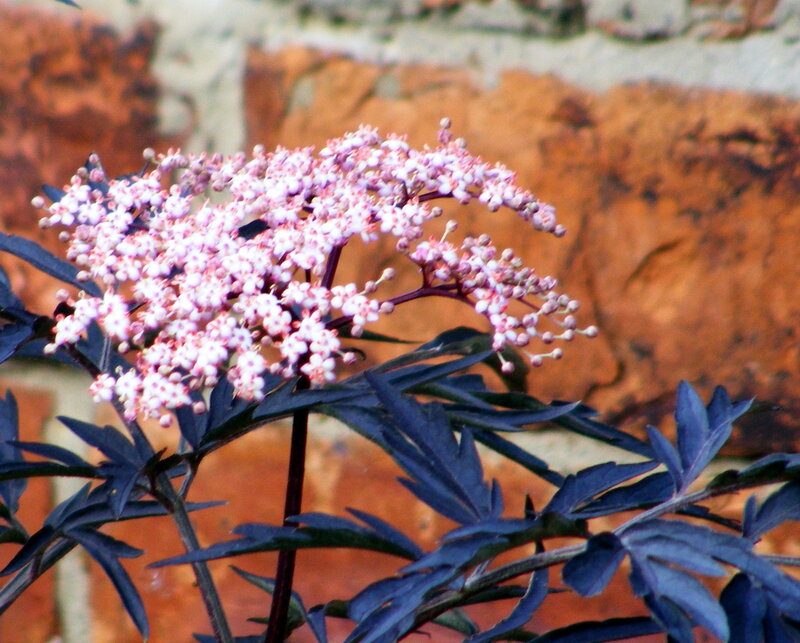 purple-leafed elderflower plant