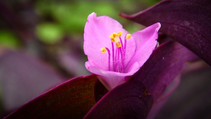Purple-leafed Flower