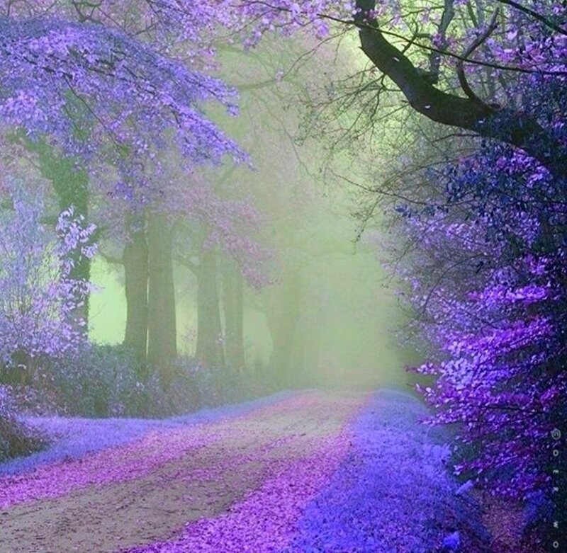 Purple-leafed Forest Path — Purple, Serene