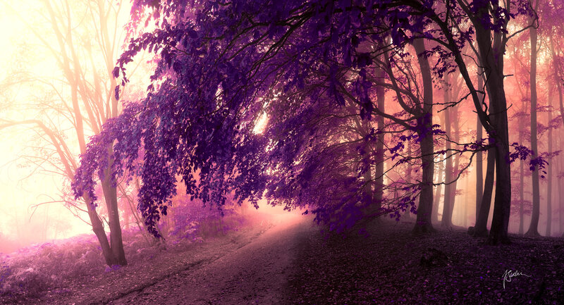 Purple-leafed Forest Path — Purple