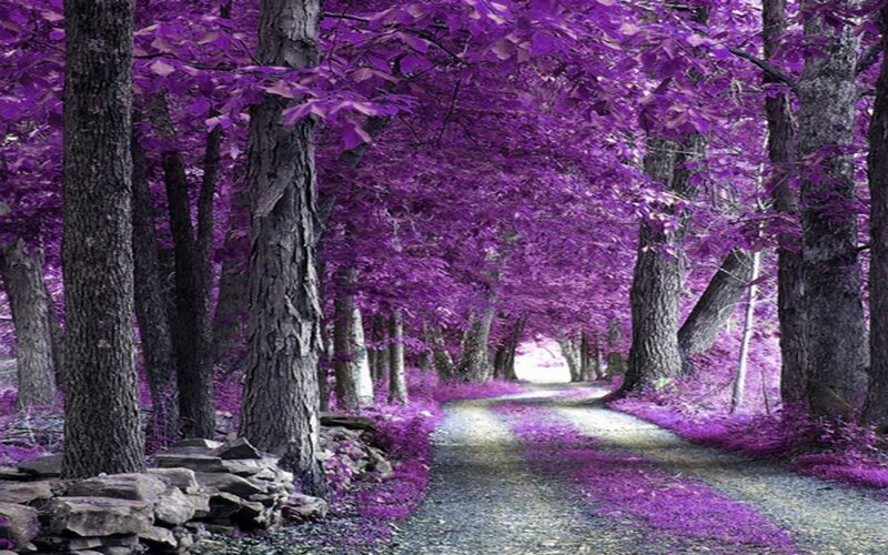 Purple-leafed Forest Path