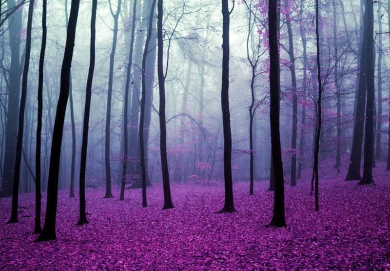 Purple-leafed Forest — Purple, Misty