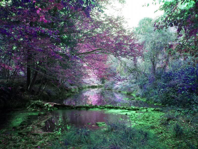 Purple-leafed Forest Stream