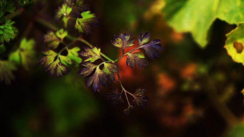 Purple-leafed Herb Plant