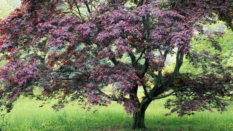 Purple-leafed maple tree in a field