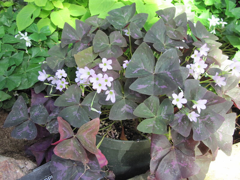 Purple-leafed Oxalis Plant — Purple