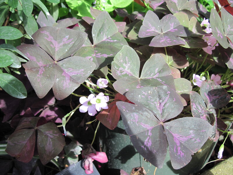 Purple-leafed Oxalis Plant