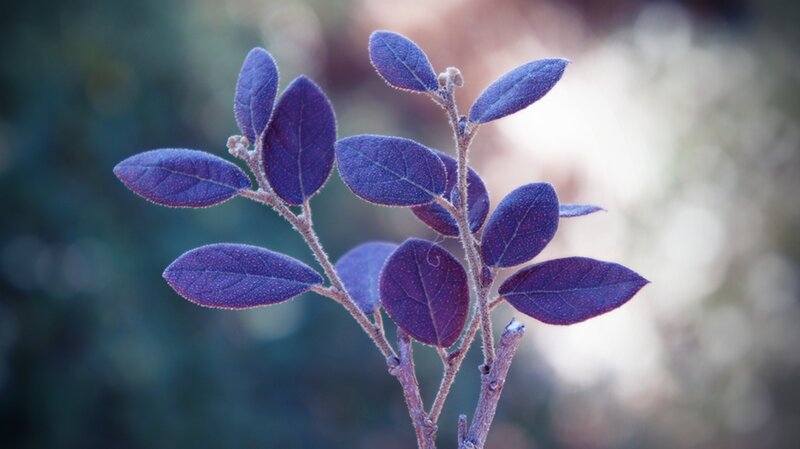 Purple-leafed Plant Branch — Purple