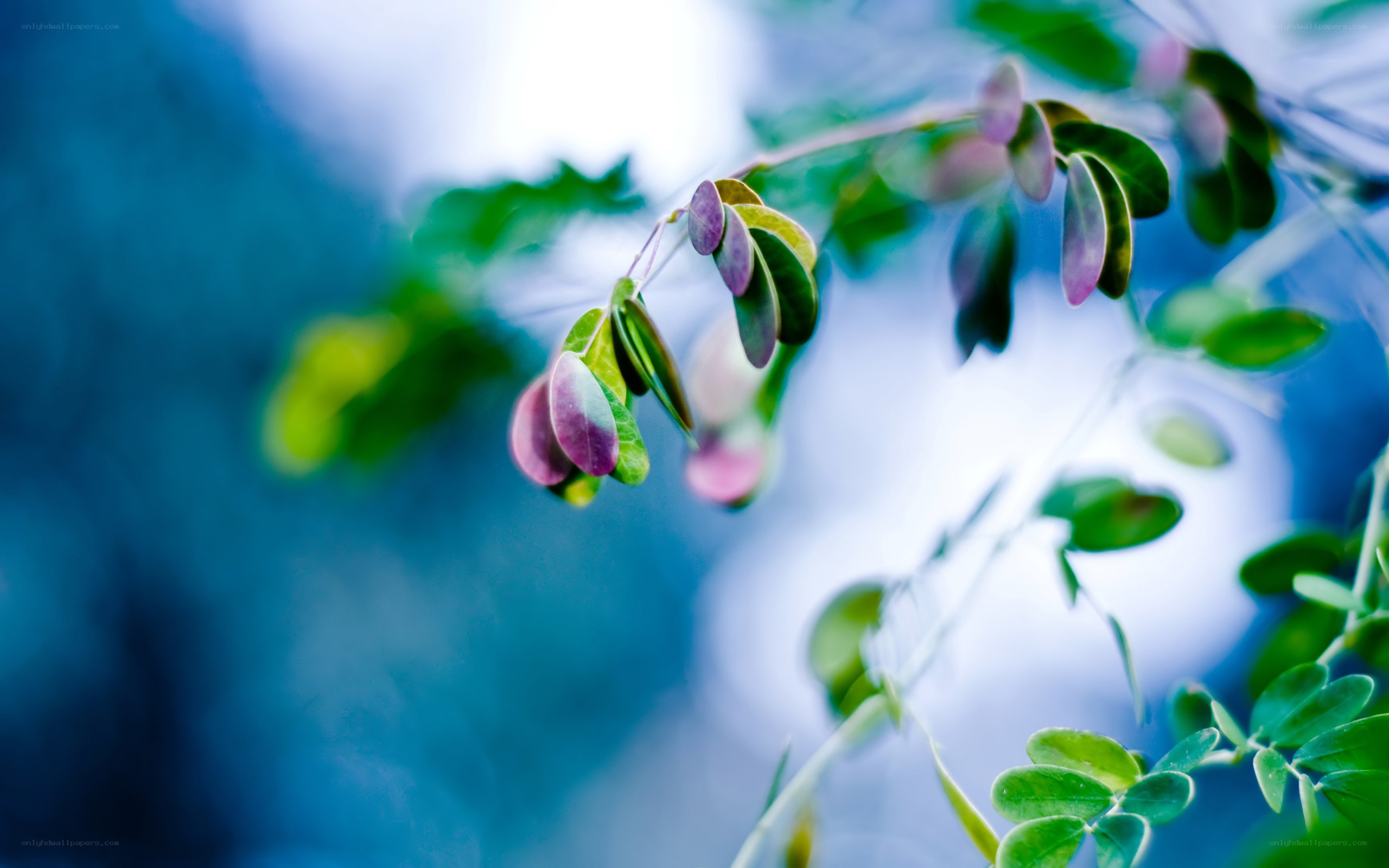 Purple-leafed plant in soft focus