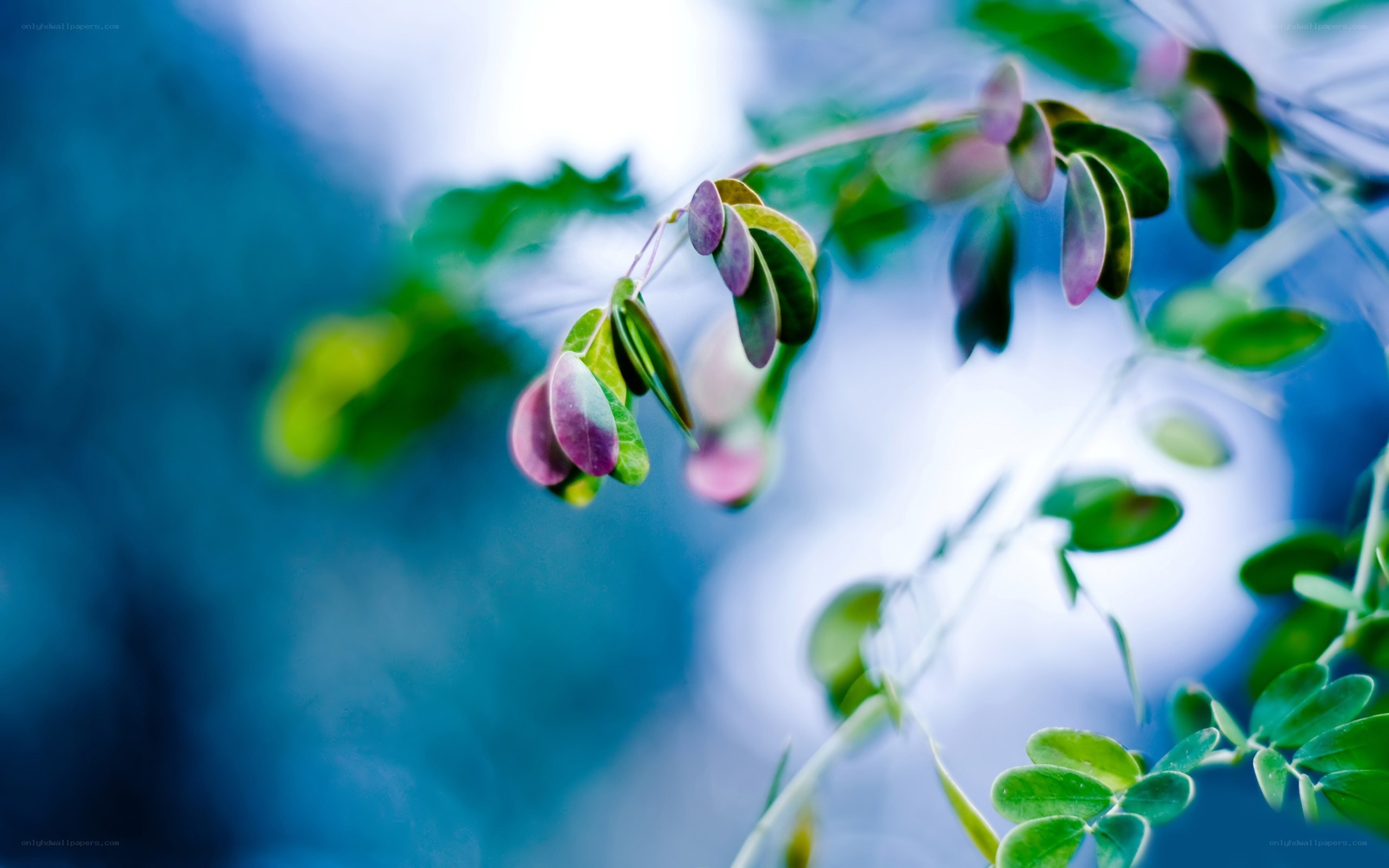 Purple-leafed plant in soft focus