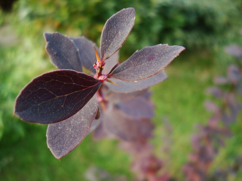 Purple-leafed Plant — Purple, Calm, Photograph, Leaves, Thorns