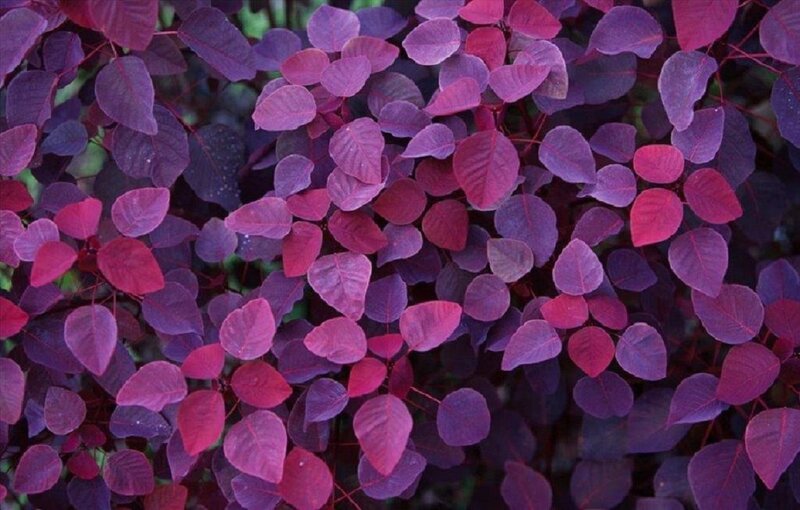 Purple-leafed Plant — Purple, Calm, Photograph, Leaves