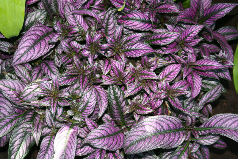 Purple-leafed Plant — Purple, Calm, Photograph
