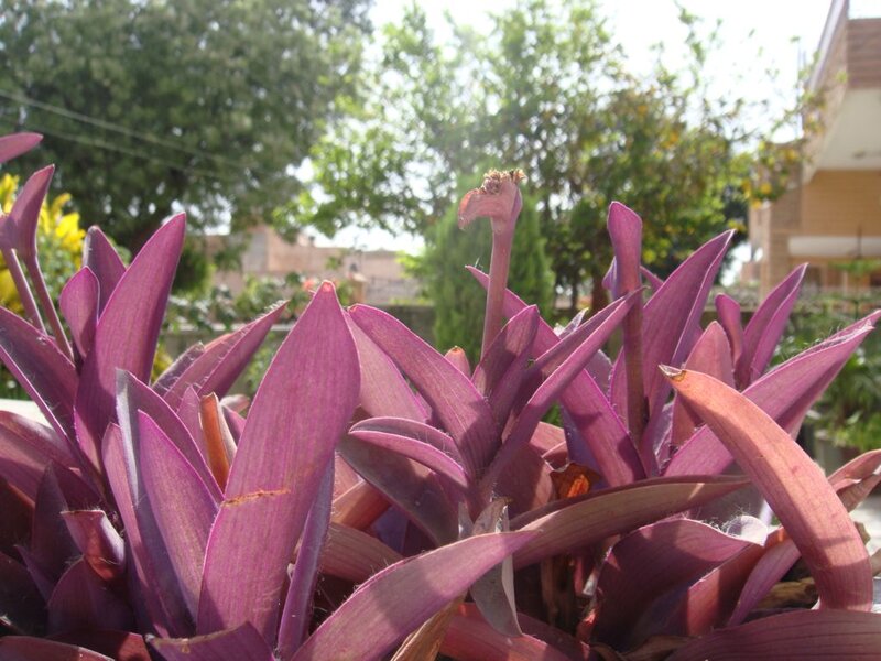 Purple-leafed Plant — Purple, Calm