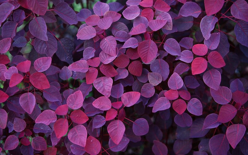 Purple-leafed Plant — Purple, Dense, Photograph