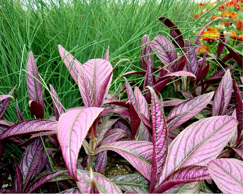 Purple-leafed Plant — Purple, Natural, Afternoon