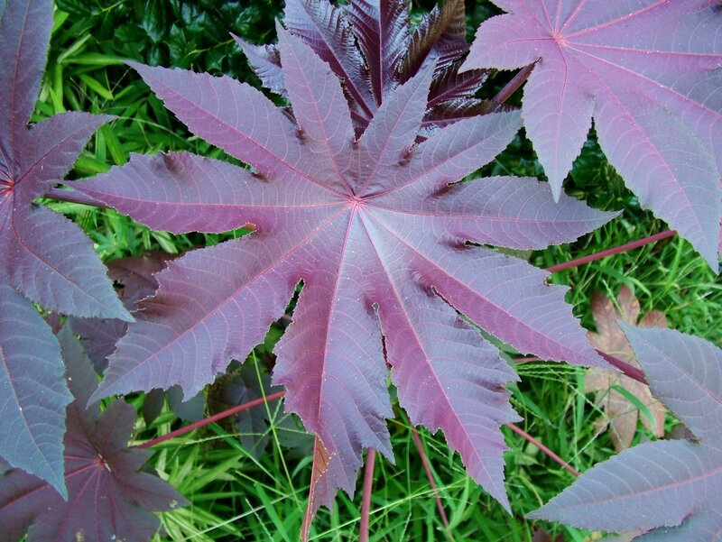 Purple-leafed Plant — Purple, Natural, Photograph