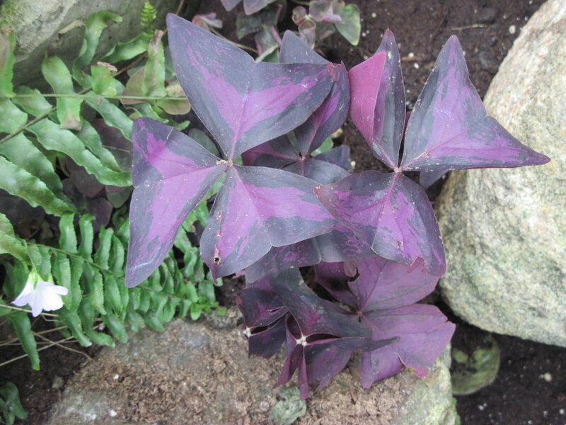 Purple-leafed Plant — Purple, Natural