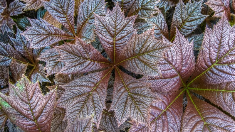Purple-leafed Plant — Purple, Textured, Photograph