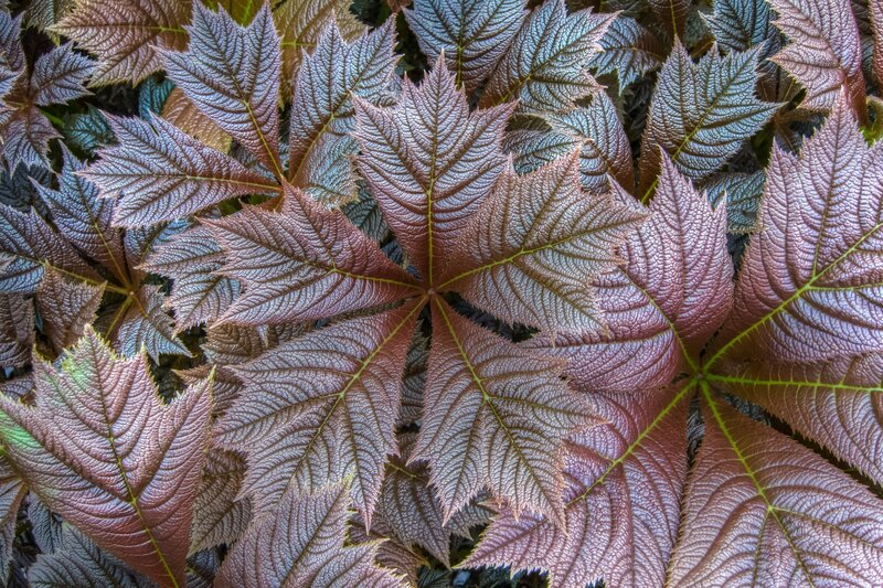 Purple-leafed Plant — Purple, Textured