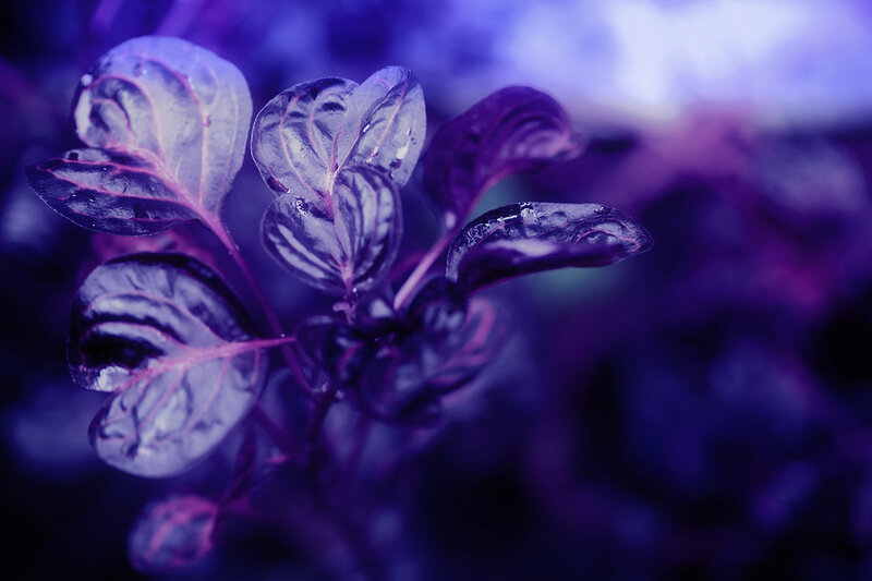 Purple-leafed Plant — Purple