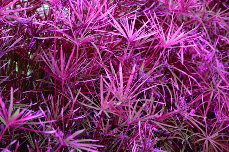 Purple-leafed Plant — Purple, Vibrant