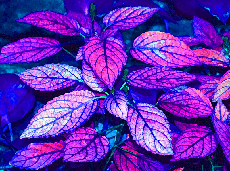 Purple-leafed Plant