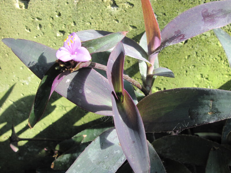 Purple-leafed Plant with Flower