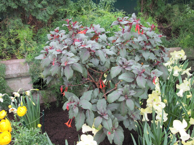 Purple-leafed Plant with Flowers
