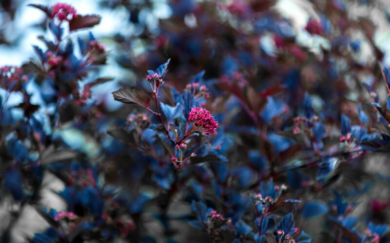 Purple-leafed Plant with Pink Flowers — Purple