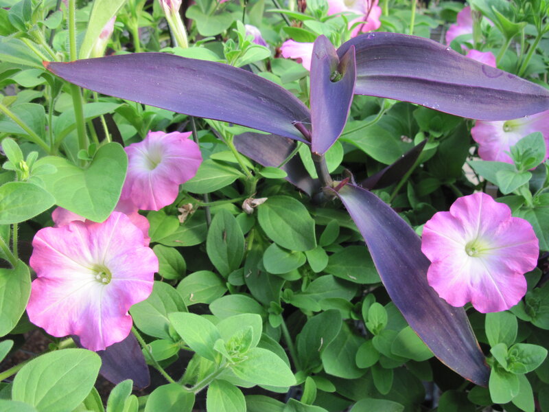 Purple-leafed Plant with Pink Flowers