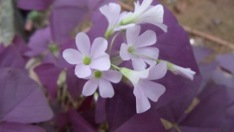 Purple-leafed Plant with White Flowers